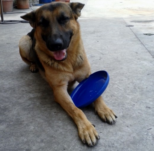 Le encanta jugar con su frisbee